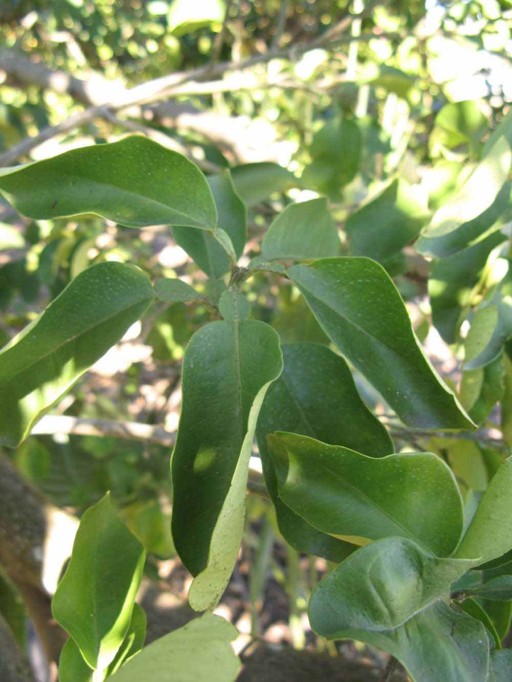            Shade leaves (Winter Haven, FL)   